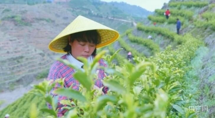 关于赣鄱乡村:春茶吐新芽 绿叶变“黄金”的相关信息(1)