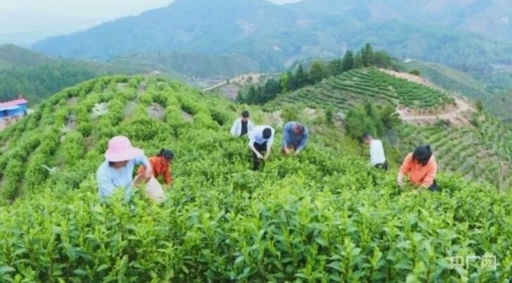 关于赣鄱乡村:春茶吐新芽 绿叶变“黄金”的相关信息(2)