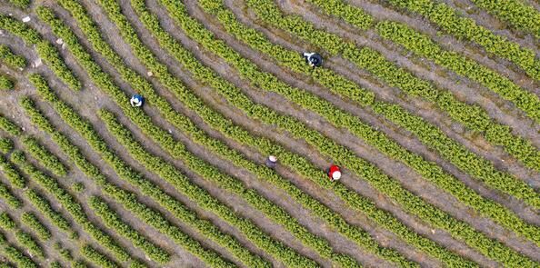 关于涟源市:春茶采摘忙 防疫不松懈的消息