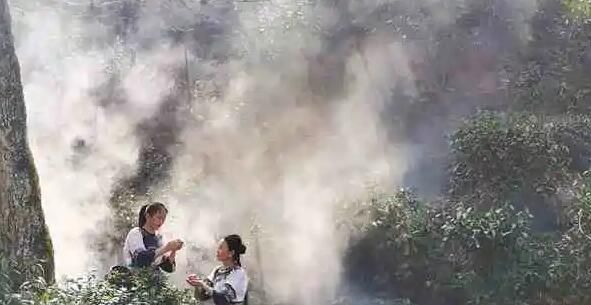 有关于春茶湖南味：抢“鲜”一步迎春 保靖黄金茶产销旺的消息(2)