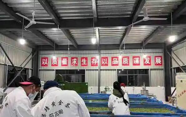 有关于春茶湖南味：抢“鲜”一步迎春 保靖黄金茶产销旺的消息(1)