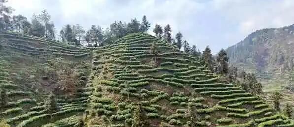 有关于春茶湖南味：抢“鲜”一步迎春 保靖黄金茶产销旺的消息