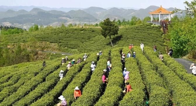 关于贵州贵阳:一片“小”叶子 成就“大”产业的内容