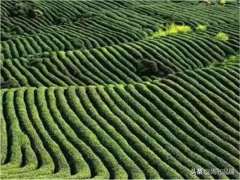 有关于2022汉唐茗门之秀春茶品鉴会在陕西勉县举办的新闻(17)