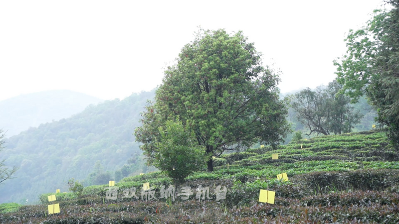 关于从鲜叶源头把住质量安全关 西双版纳州茶叶质量安全专项整治在行动的消息(6)