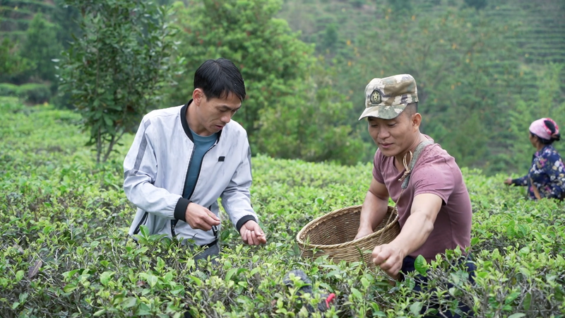 关于从鲜叶源头把住质量安全关 西双版纳州茶叶质量安全专项整治在行动的消息(8)