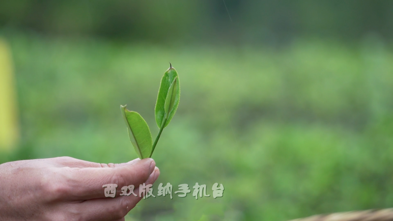 关于从鲜叶源头把住质量安全关 西双版纳州茶叶质量安全专项整治在行动的消息(16)