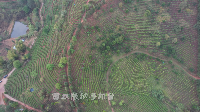 关于从鲜叶源头把住质量安全关 西双版纳州茶叶质量安全专项整治在行动的消息(4)