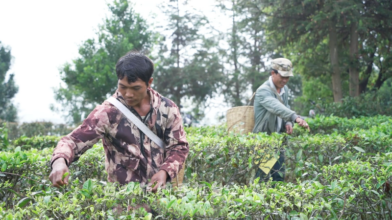 关于从鲜叶源头把住质量安全关 西双版纳州茶叶质量安全专项整治在行动的消息(3)