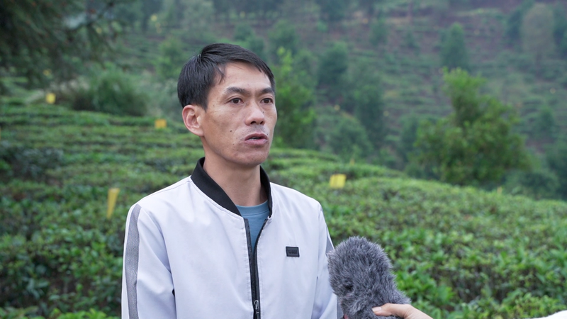 关于从鲜叶源头把住质量安全关 西双版纳州茶叶质量安全专项整治在行动的消息(9)