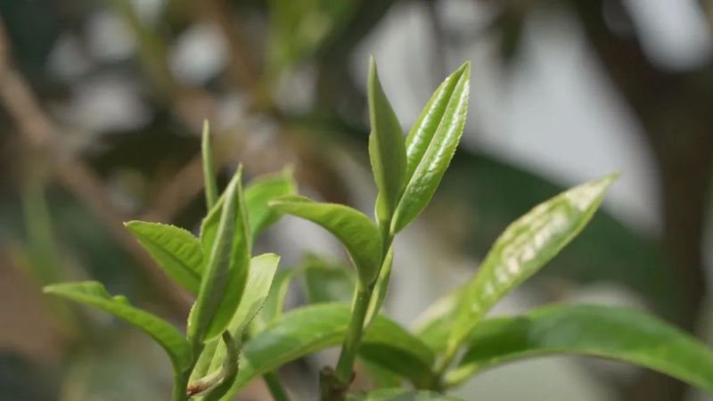 关于从鲜叶源头把住质量安全关 西双版纳州茶叶质量安全专项整治在行动的消息(1)