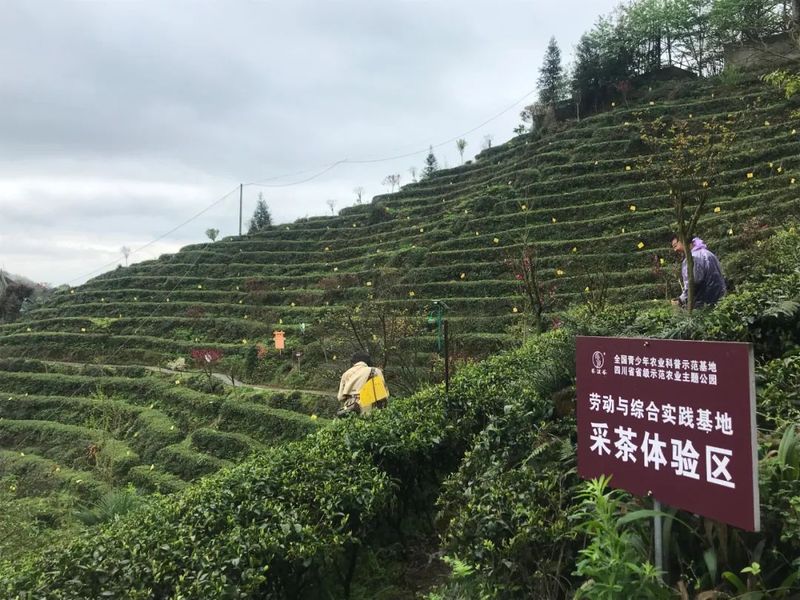 关于四川省茶叶行业协会--赴都江堰茶溪谷调研茶旅融合新业态的内容(4)