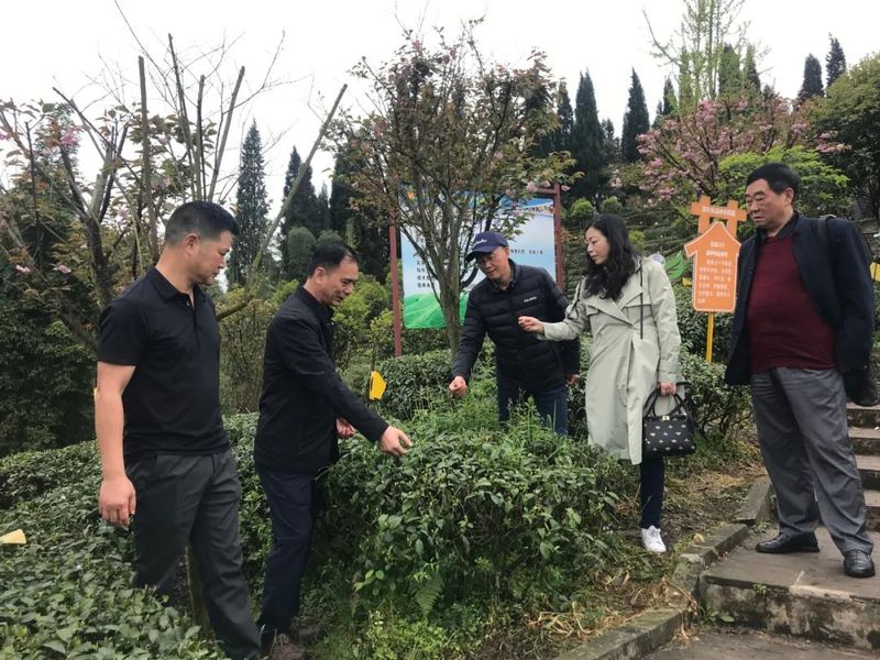 关于四川省茶叶行业协会--赴都江堰茶溪谷调研茶旅融合新业态的内容(3)