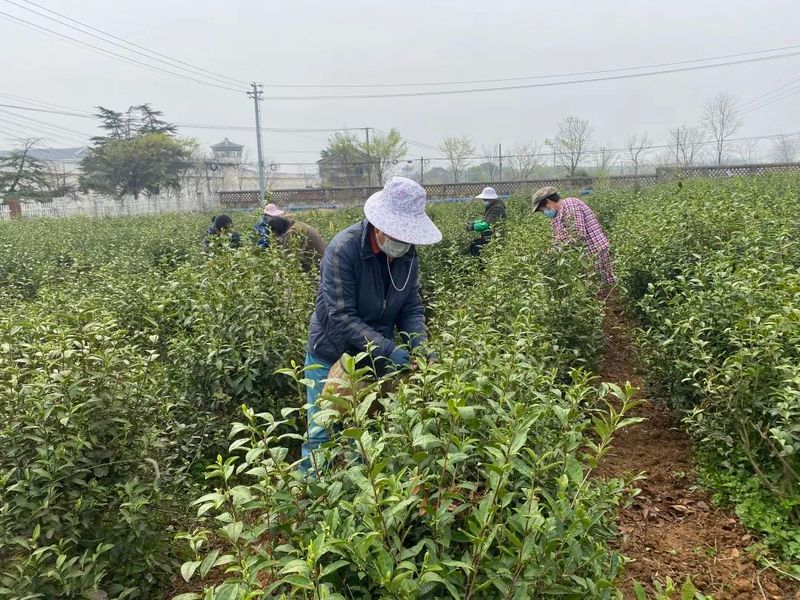 有关于常州溧阳: 防控生产两不误,茶园春光采茶忙的消息(1)