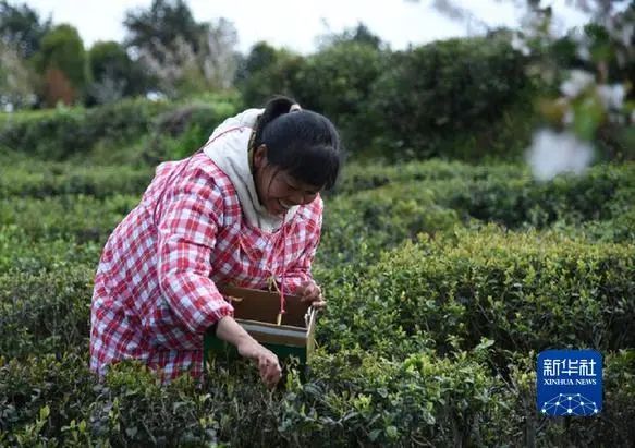 关于石阡:摁下春茶采摘生产“加速键”的信息