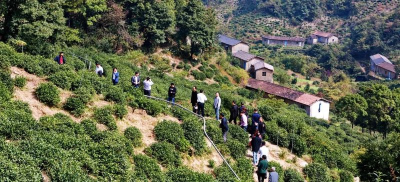 关于诸暨市出台政策强势打造“西施石笕”茶叶区域公用品牌的消息(5)