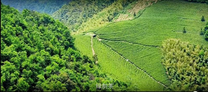 关于诸暨市出台政策强势打造“西施石笕”茶叶区域公用品牌的消息(3)