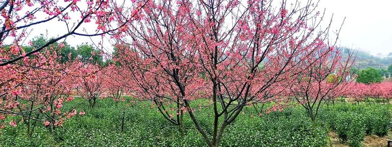 关于诸暨市出台政策强势打造“西施石笕”茶叶区域公用品牌的消息(8)
