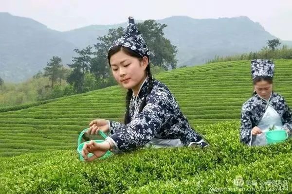 关于诸暨市出台政策强势打造“西施石笕”茶叶区域公用品牌的消息(6)