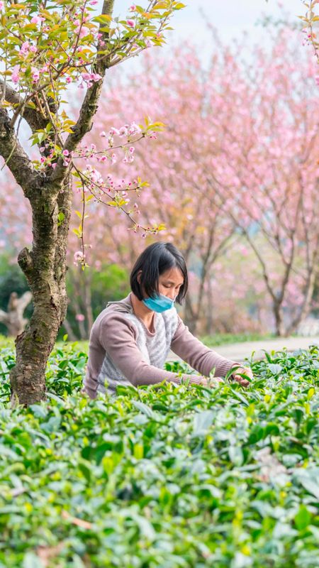 有关于湄潭:春色满园,翠芽飘香!的新闻(11)