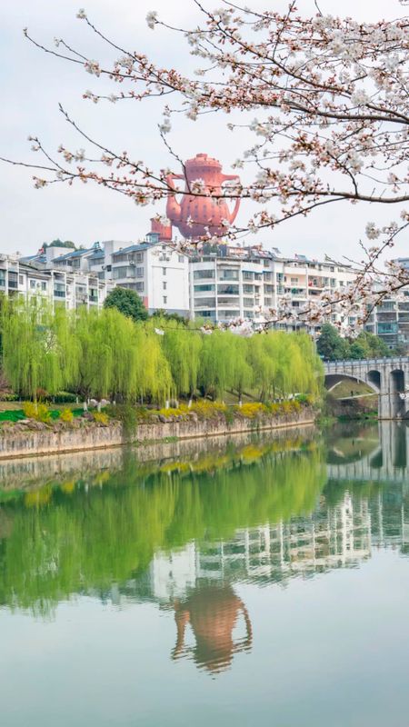 有关于湄潭:春色满园,翠芽飘香!的新闻