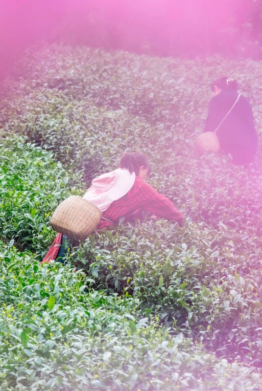 有关于湄潭:春色满园,翠芽飘香!的新闻(12)