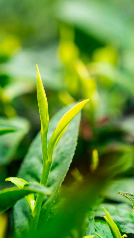 有关于湄潭:春色满园,翠芽飘香!的新闻(15)