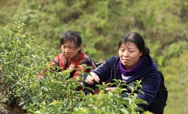 关于通山县:一叶春茶绿一业乡村兴的资讯