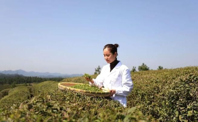 关于通山县:一叶春茶绿一业乡村兴的资讯(2)