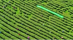 关于春茶采摘正当时 贵州 “金叶”飘香促振兴的资讯(2)