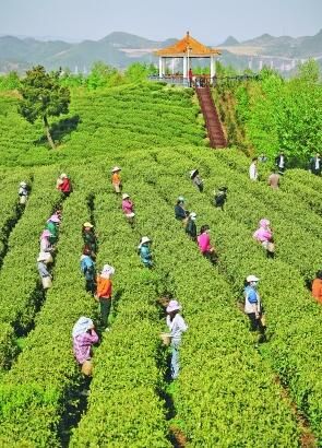 关于春茶采摘正当时 贵州 “金叶”飘香促振兴的资讯(3)