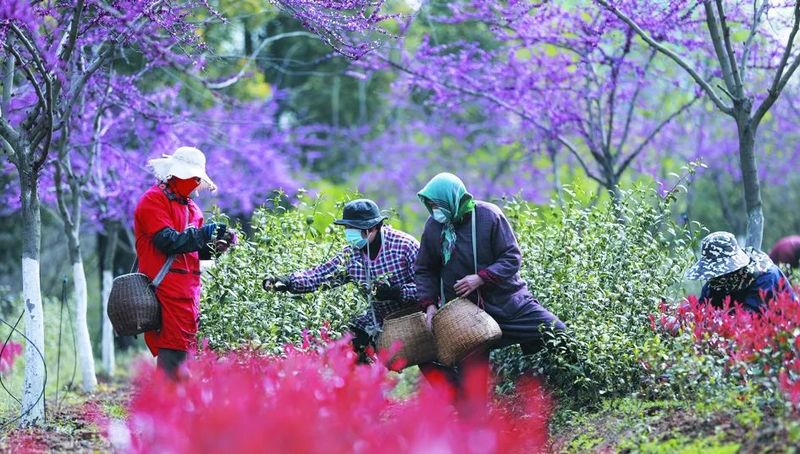 有关于镇江句容,4万多亩春茶采摘难 当地村民及时“补缺”的信息