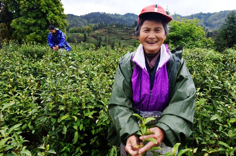 关于江西资溪:春茶飘香 茶农采茶忙的信息(1)