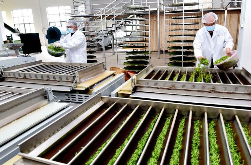 关于江西资溪:春茶飘香 茶农采茶忙的信息(4)