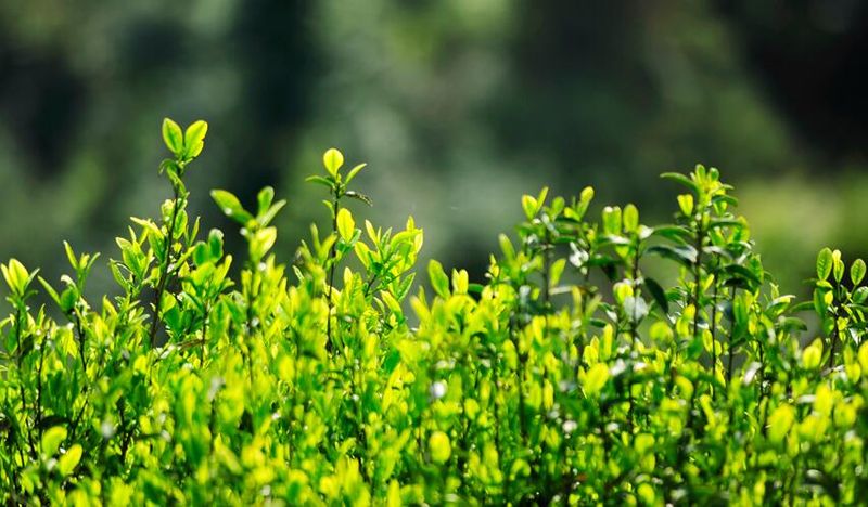 关于江西资溪:春茶飘香 茶农采茶忙的信息(2)