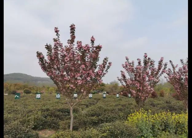 有关于扬州市,明前采茶忙 春暖茶飘香的相关信息(6)