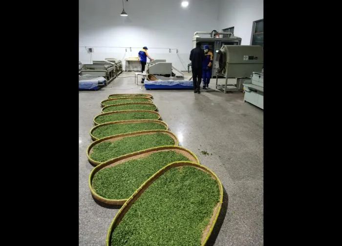 有关于扬州市,明前采茶忙 春暖茶飘香的相关信息(4)