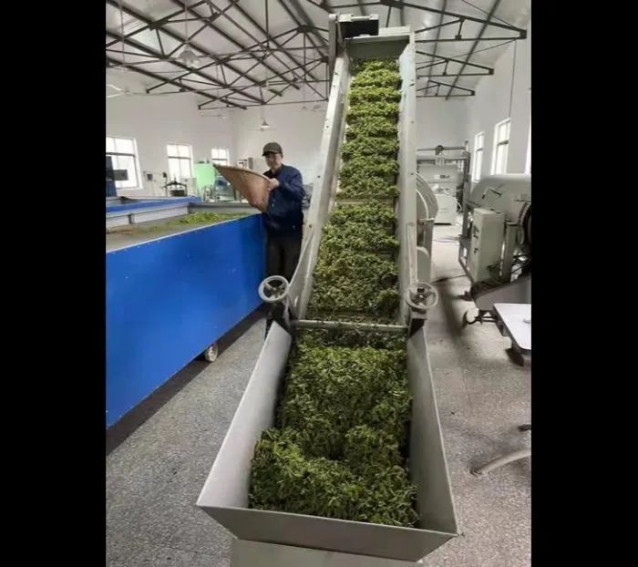 有关于扬州市,明前采茶忙 春暖茶飘香的相关信息(3)