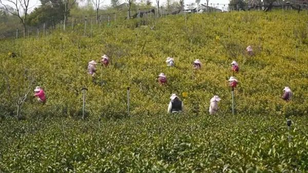 有关于扬州市,明前采茶忙 春暖茶飘香的相关信息