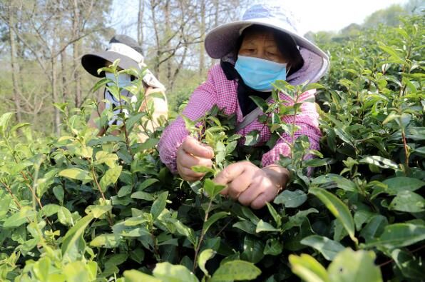 关于高淳桠溪荆山村:春茶开采季 村民采收忙的最新消息(1)
