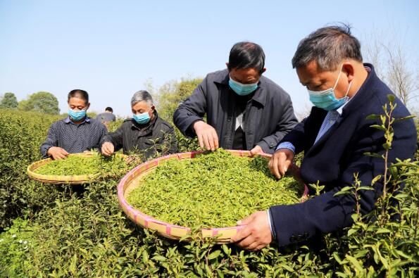关于高淳桠溪荆山村:春茶开采季 村民采收忙的最新消息(3)