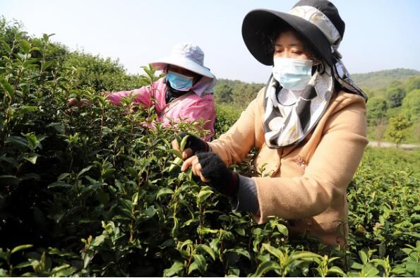 关于高淳桠溪荆山村:春茶开采季 村民采收忙的最新消息(2)