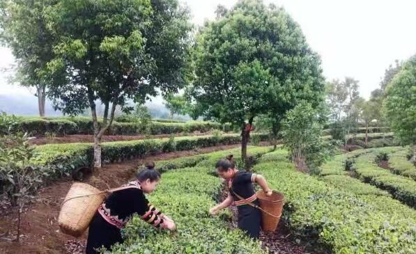 有关于让茶业助力乡村振兴 云南孟连进入春茶采摘期的消息(3)