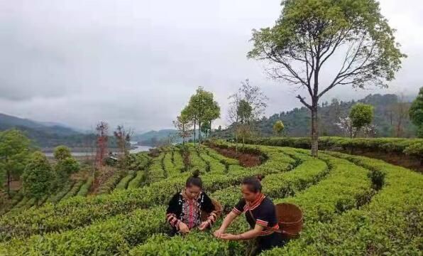 有关于让茶业助力乡村振兴 云南孟连进入春茶采摘期的消息