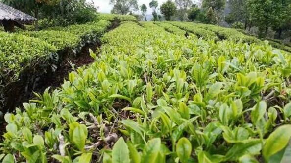 有关于让茶业助力乡村振兴 云南孟连进入春茶采摘期的消息(2)