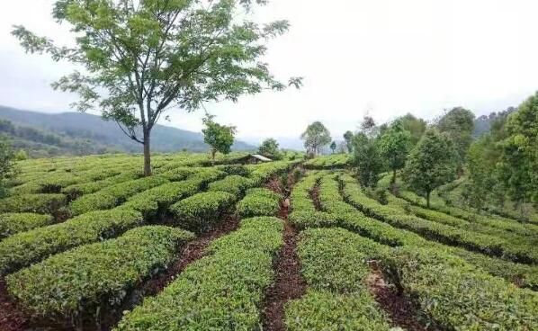 有关于让茶业助力乡村振兴 云南孟连进入春茶采摘期的消息(1)