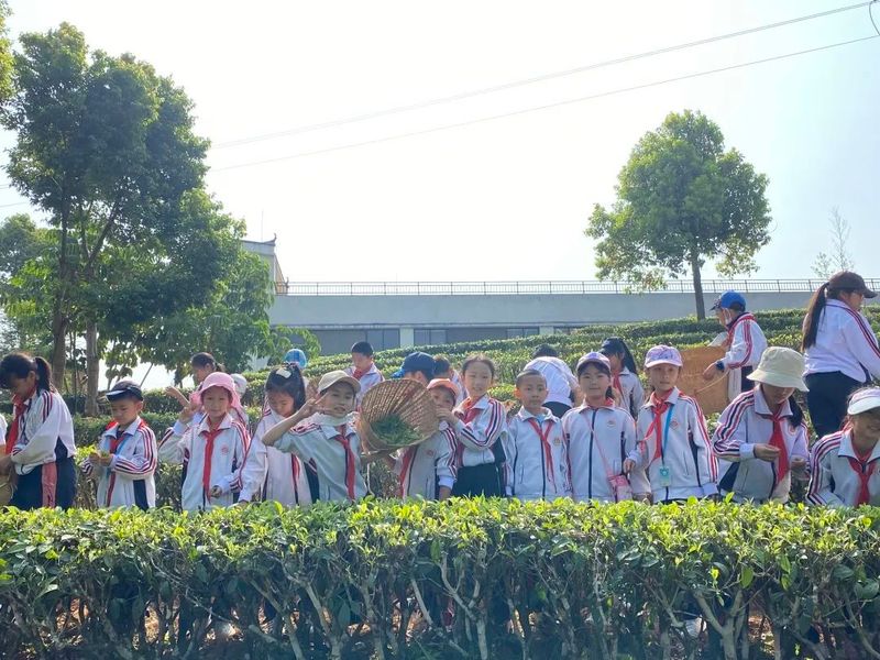 关于“寻茶之香韵 研茶之文化”——思茅四小开展有机茶园研学实践活动的信息(9)
