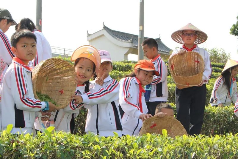 关于“寻茶之香韵 研茶之文化”——思茅四小开展有机茶园研学实践活动的信息(11)