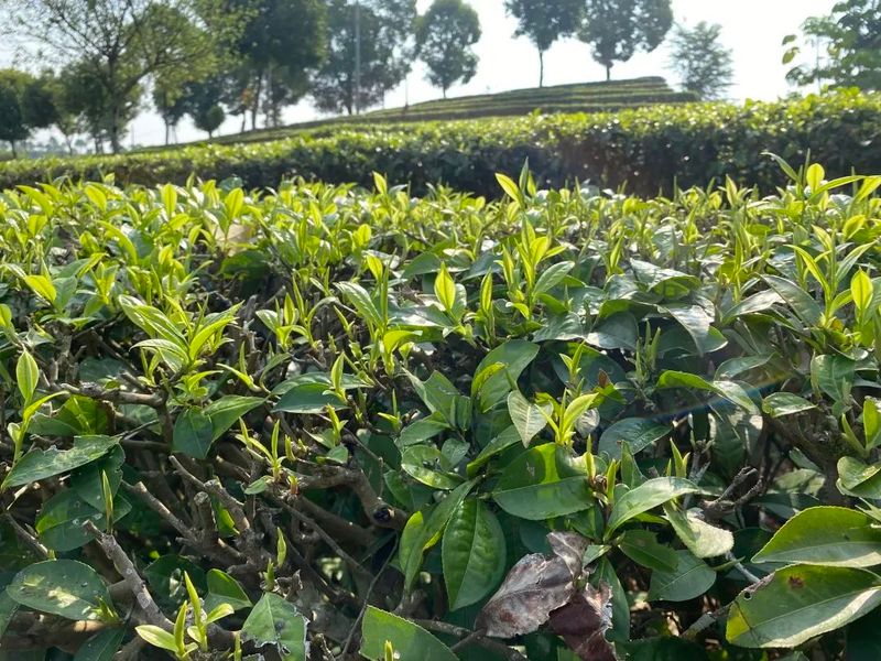 关于“寻茶之香韵 研茶之文化”——思茅四小开展有机茶园研学实践活动的信息(19)