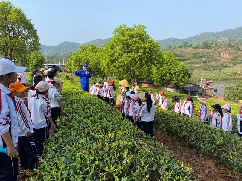 关于“寻茶之香韵 研茶之文化”——思茅四小开展有机茶园研学实践活动的信息(6)